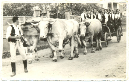 Szüreti felvonulás - 1966